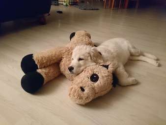 washing stuffed dog toys